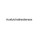 Acetylcholinesterase